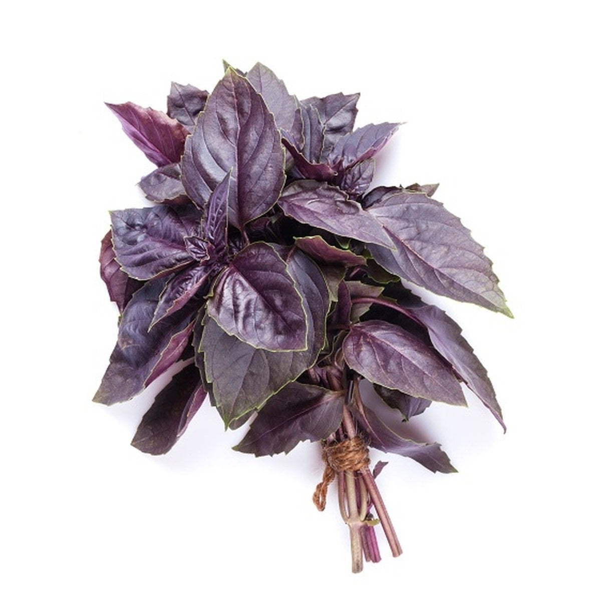 Black Basil - Hydroponic - 25 gms