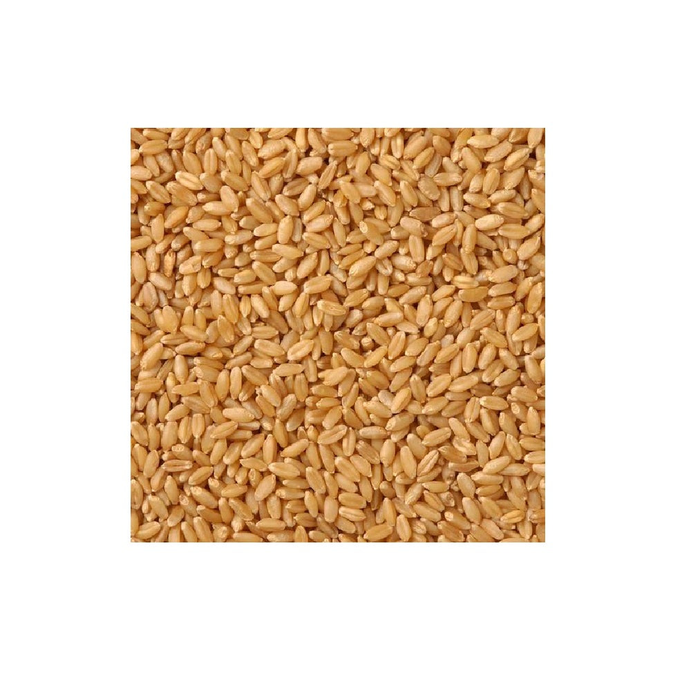 SIHOR SARBATI PREMIUM WHEAT - GEHU - 2 Kg