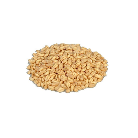 LOKVAN  PREMIUM WHEAT - GEHU  30 Kg