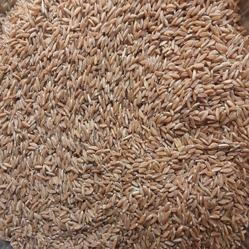 KHAPLI WHEAT / GEHU - 1 Kg