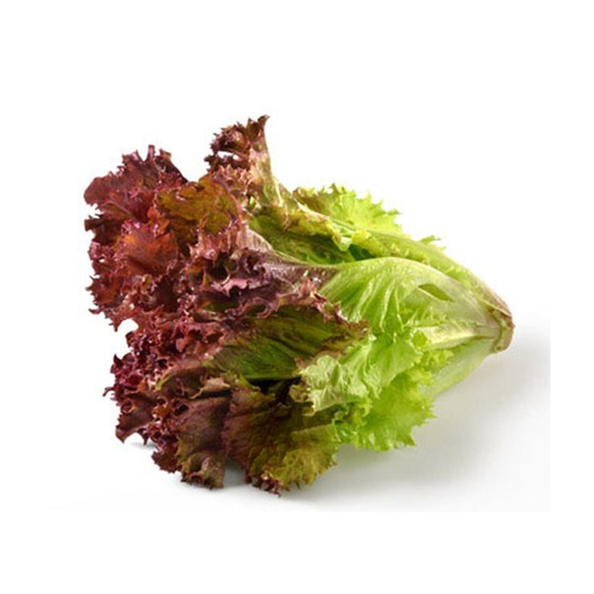 Red Coral / LOLOROSSO Lettuce  - Exotic - 150 gms