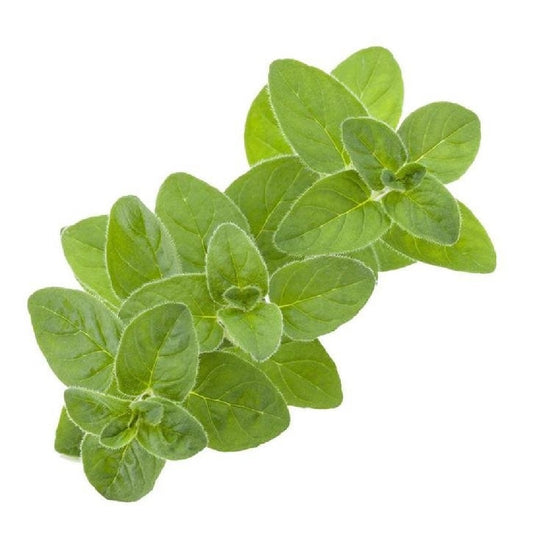 Exotic - Herbs - Sweet Marjoram - 20 gm