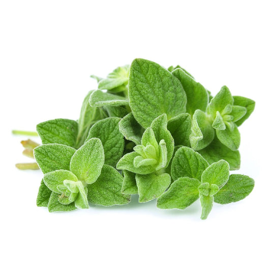 Exotic - Herbs-Oregano - 20 gm