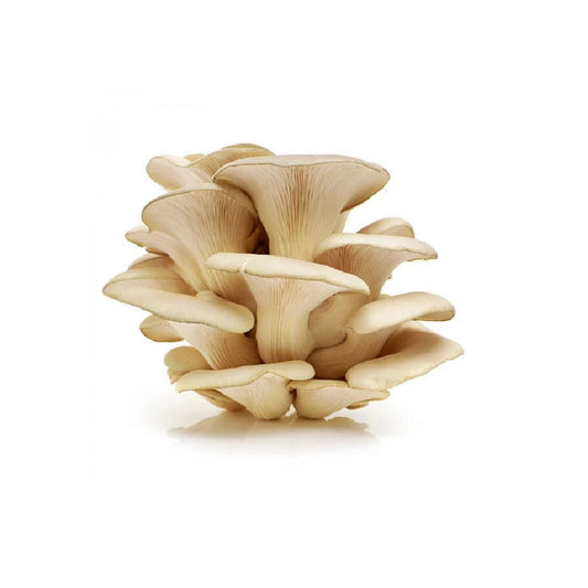 Exotic - Oyster Mushroom Fresh - 200 gm