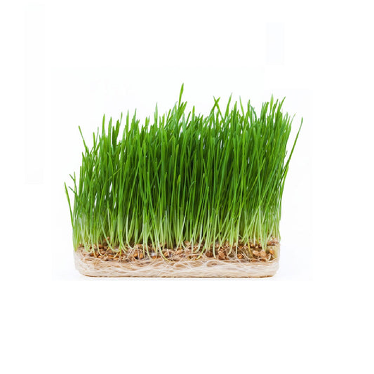 Exotic - Wheat Grass - 100 gm