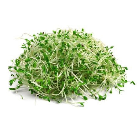 Exotic - Alfalfa Sprout - 50 gms